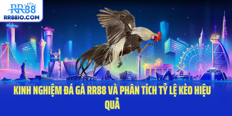 Kinh nghiệm đá gà RR88 và phân tích tỷ lệ kèo hiệu quả